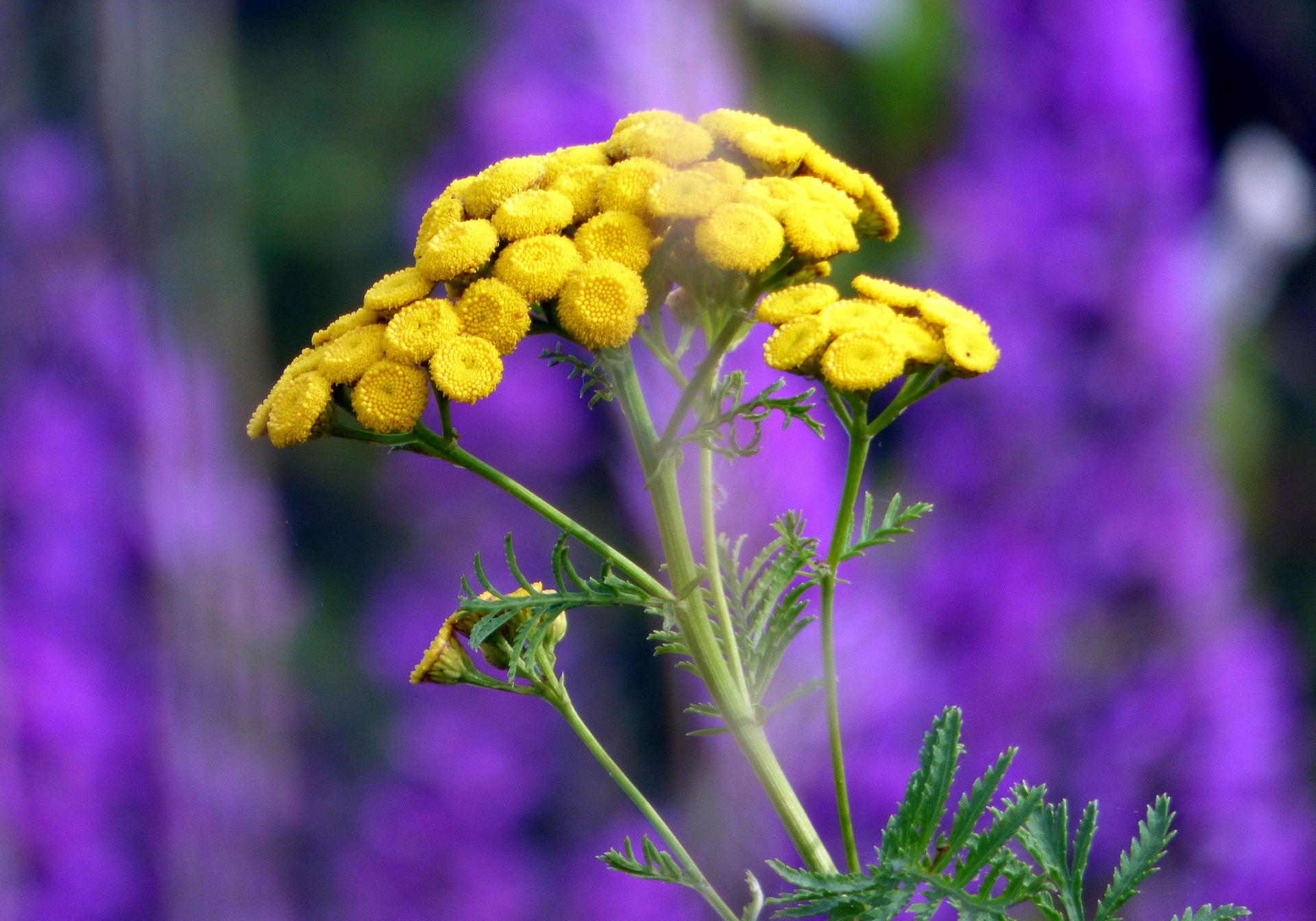 Пижма обыкновенная (Tanacetum vulgare)