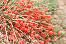 ephedra