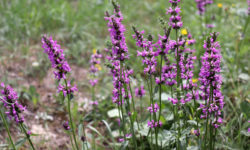 Betonica-officinalis