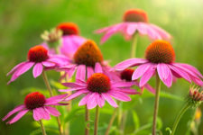 echinacea-flowers