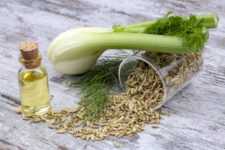 fennel