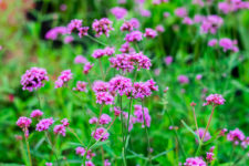 verbena flowers