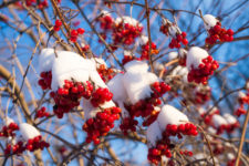 Viburnum berries