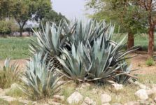 Agave