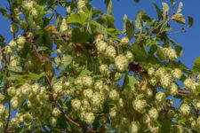 Cones and leaves of hops