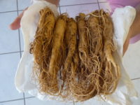 Korean_ginseng