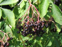 Sambucus