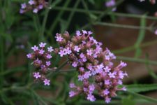 Verbena