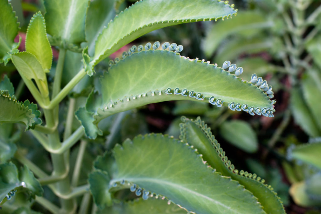 Kalanchoe каланхоэ 