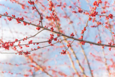 winterberry